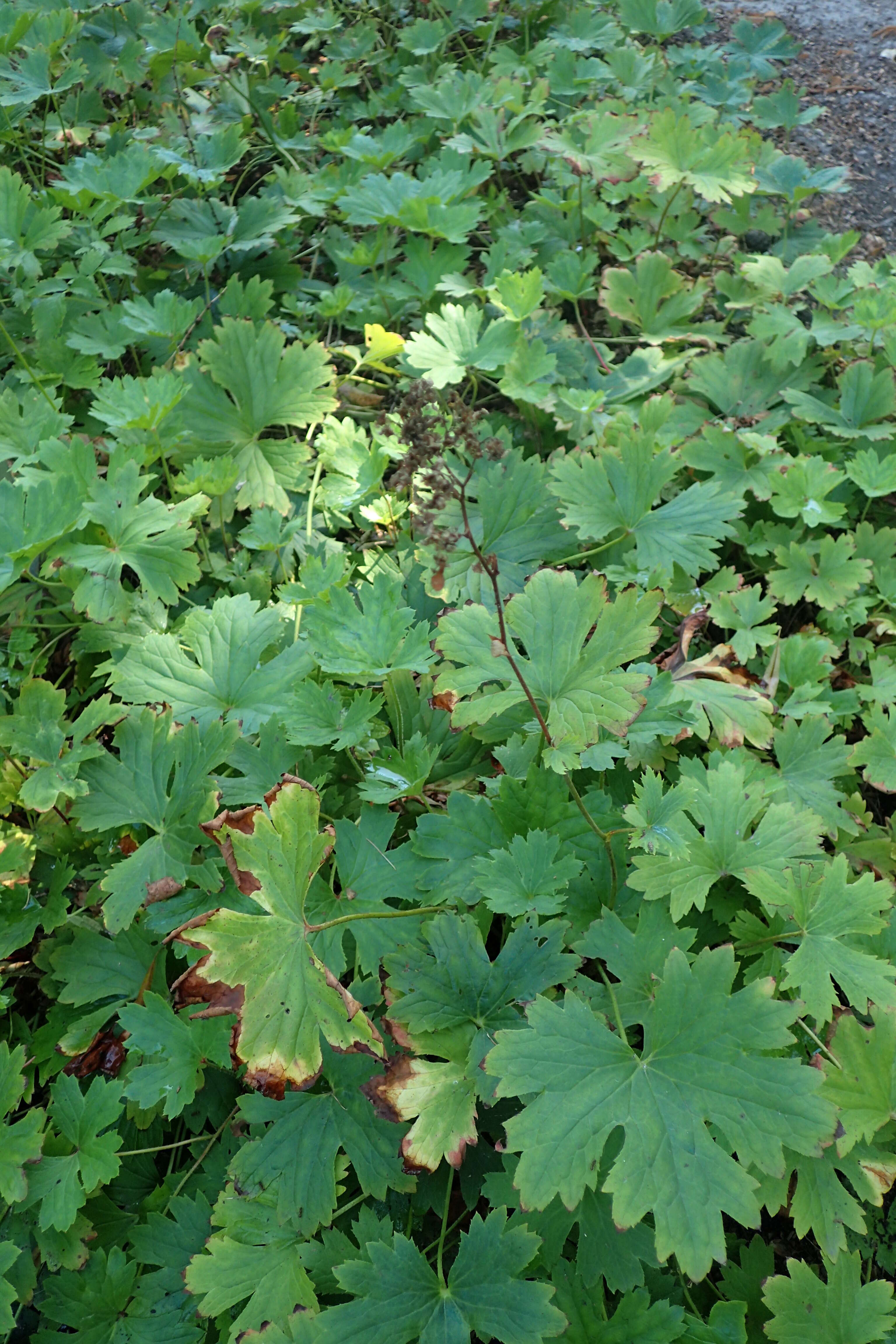 Image of coastal brookfoam