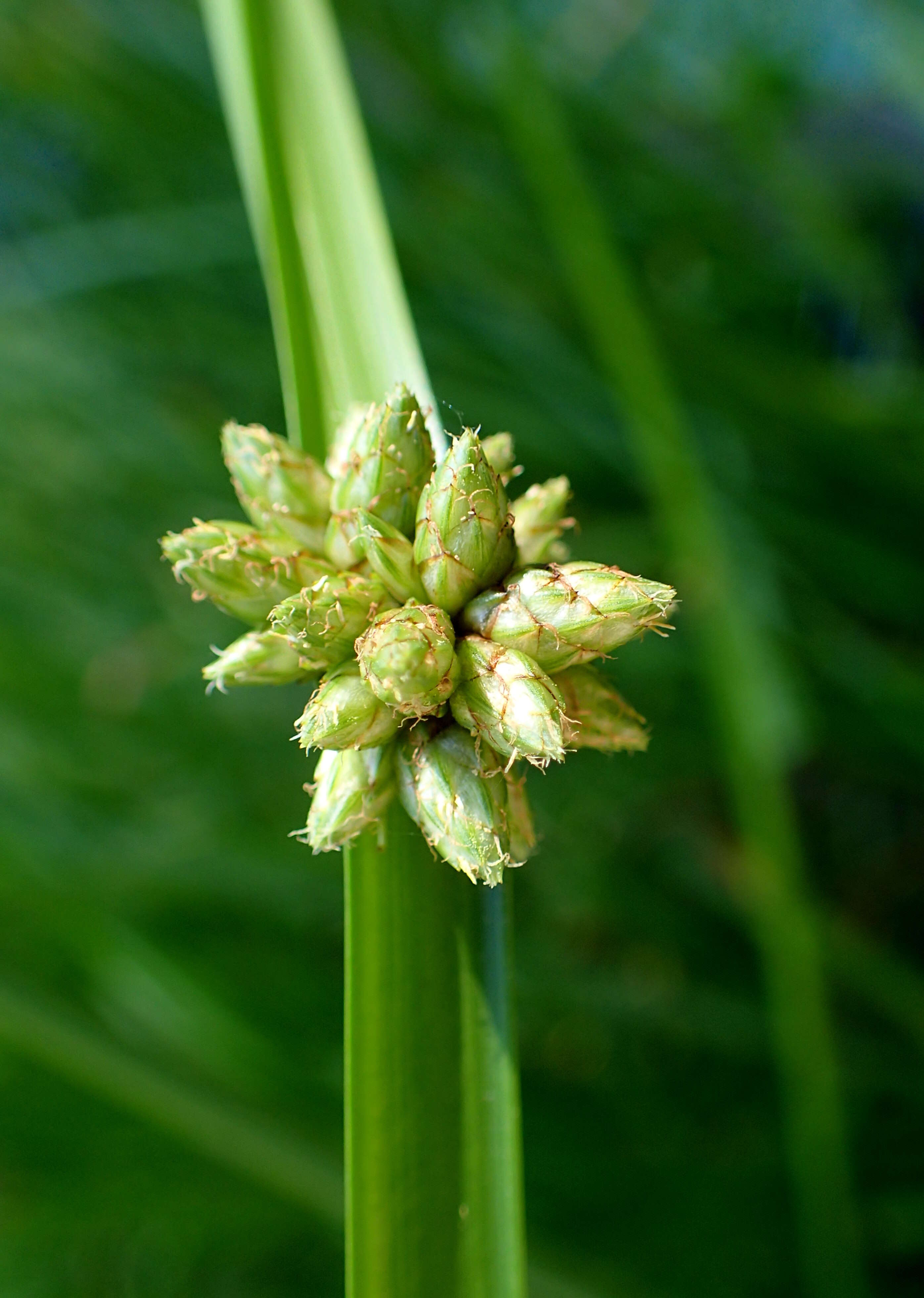 Image of American bulrush