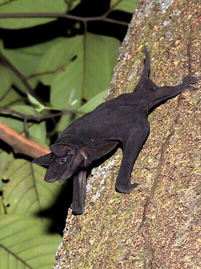 Image of Greater Naked Bat