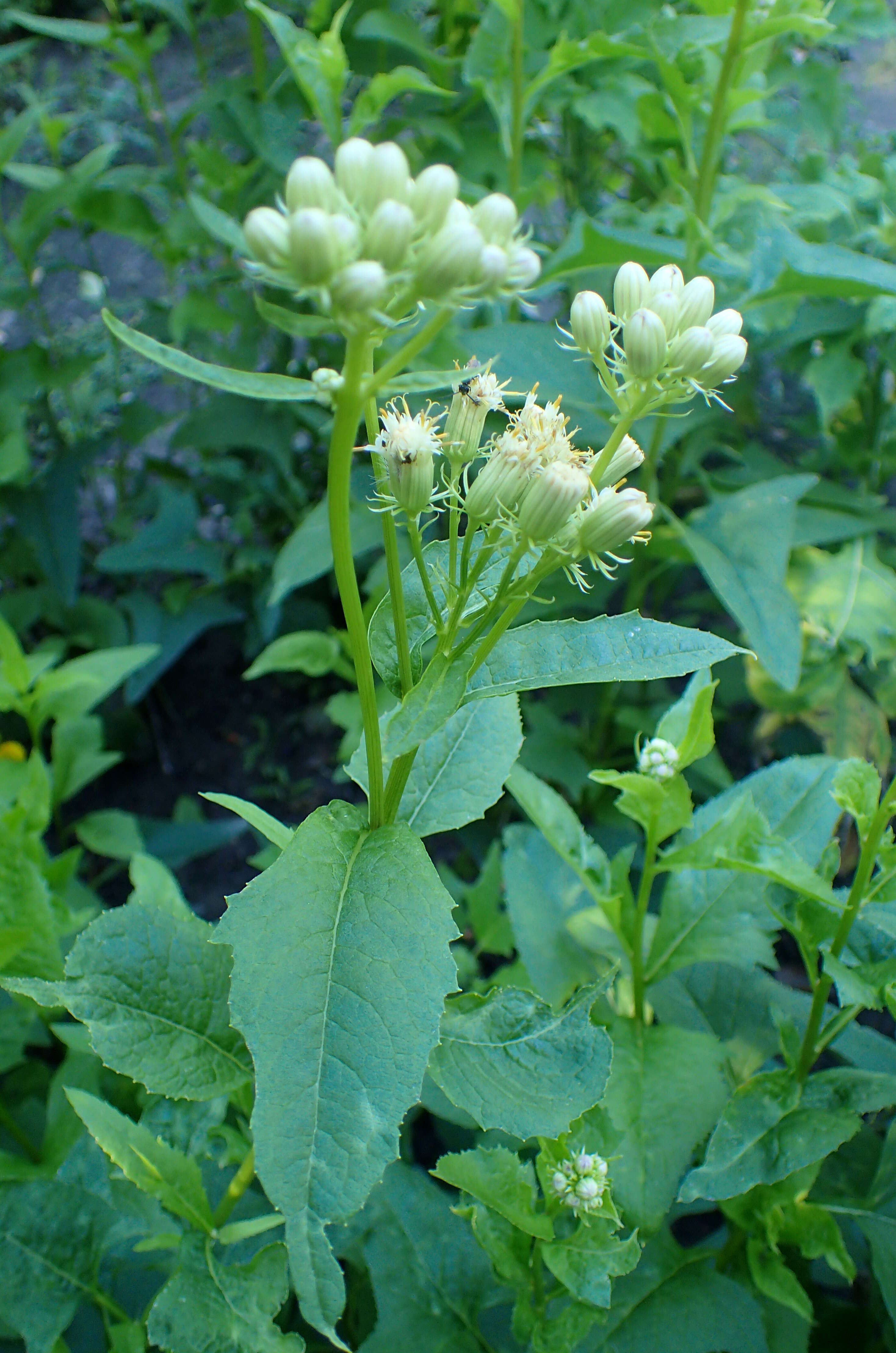 Image of false Indian plantain