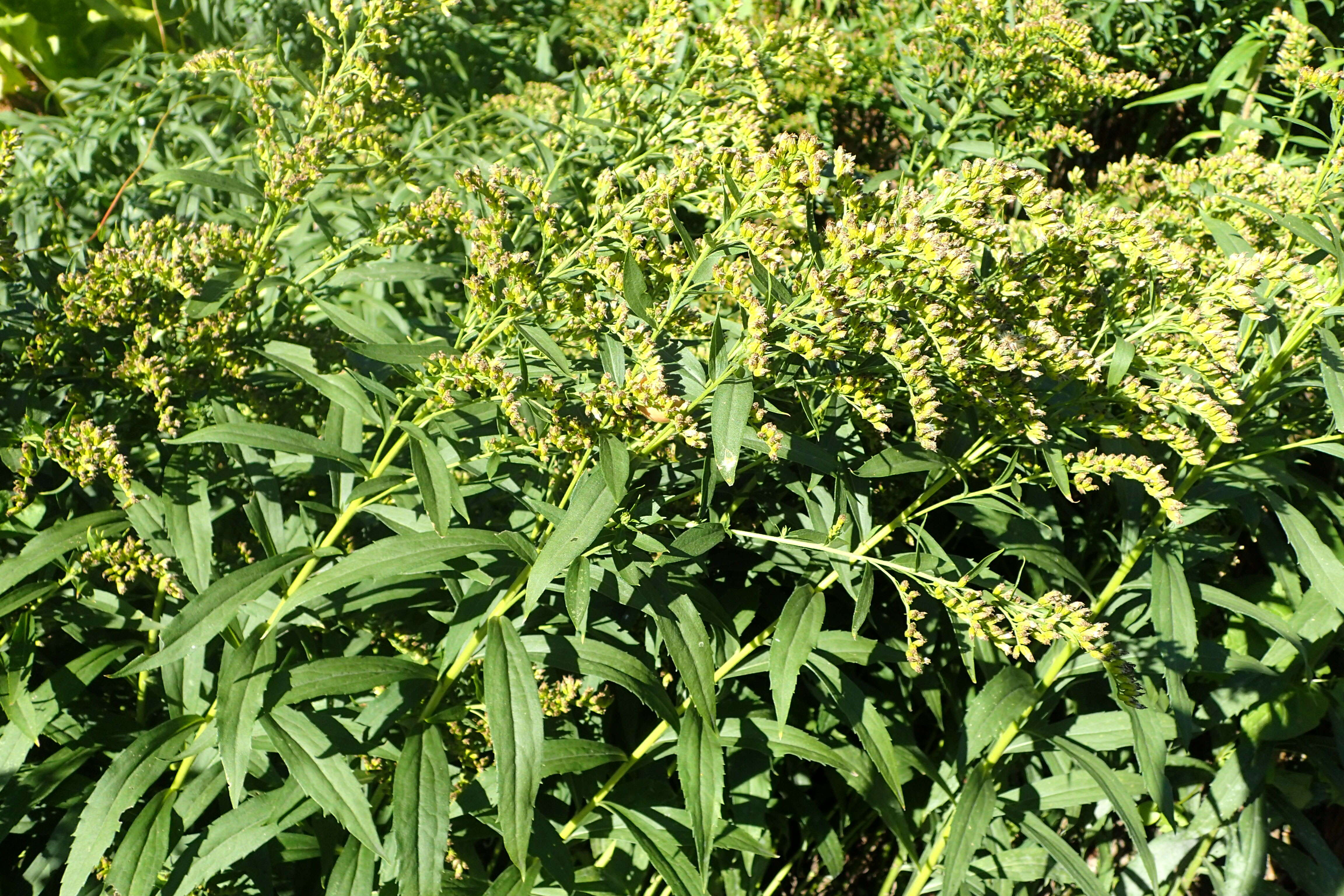 Image of Rocky Mountain goldenrod