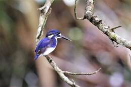 Image of Little Kingfisher