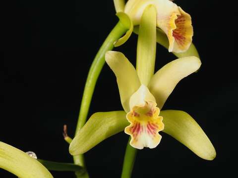 Image of Cattleya mooreana Withner, Allison & Guenard