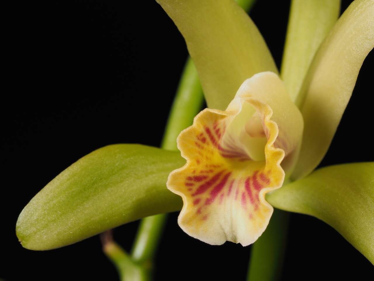 Image of Cattleya mooreana Withner, Allison & Guenard