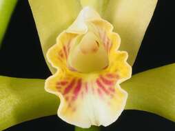 Imagem de Cattleya mooreana Withner, Allison & Guenard