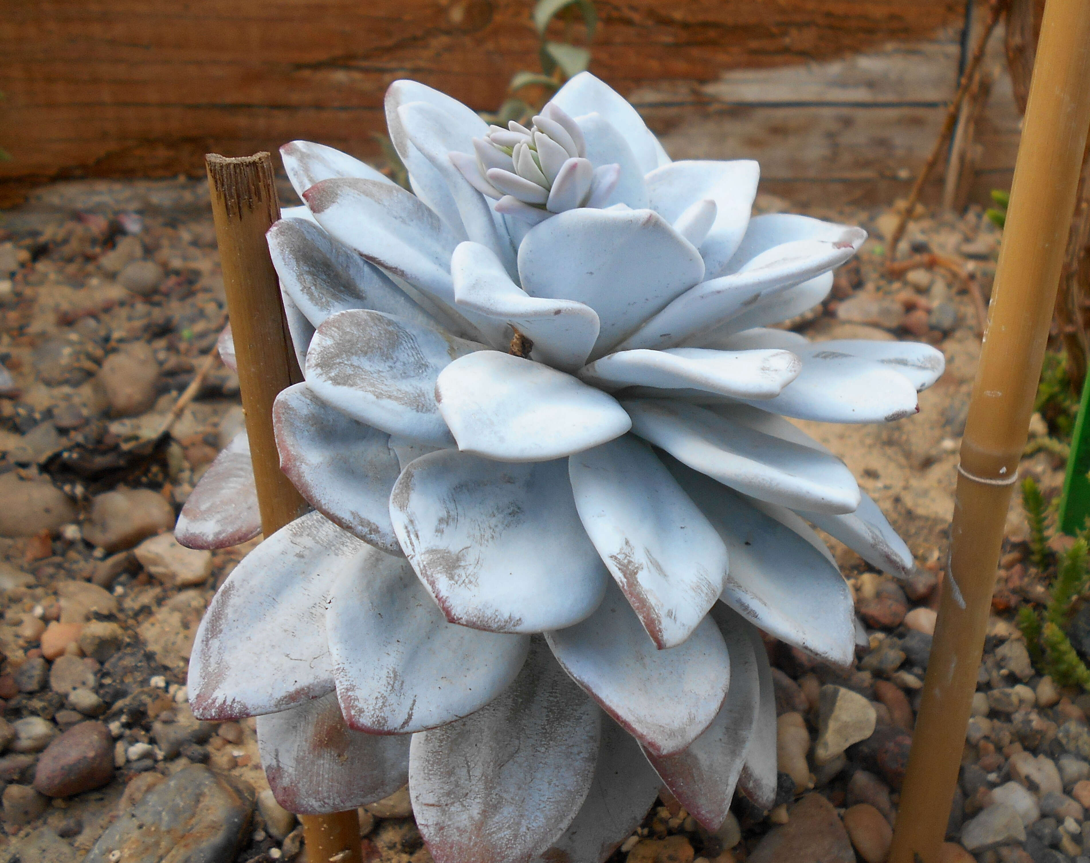 Image of Echeveria laui R. Moran & J. Meyran