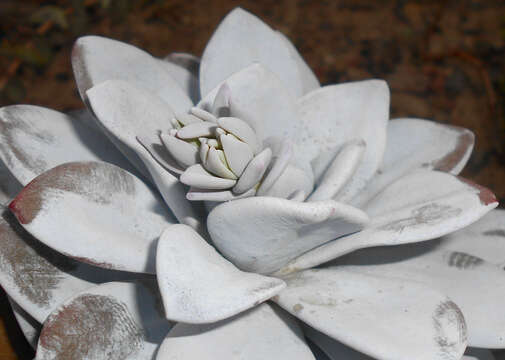 Image of Echeveria laui R. Moran & J. Meyran