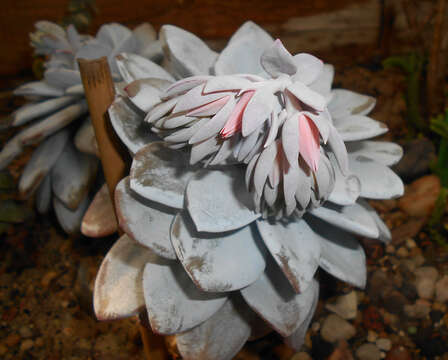 Image of Echeveria laui R. Moran & J. Meyran