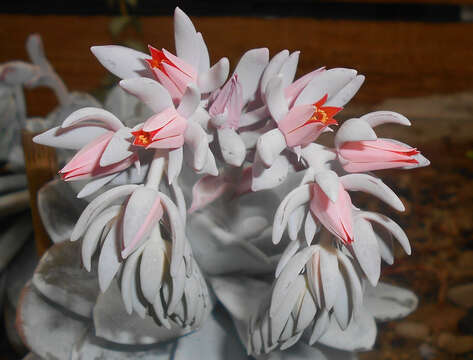 Image of Echeveria laui R. Moran & J. Meyran