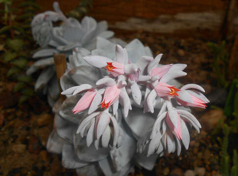 Image of Echeveria laui R. Moran & J. Meyran