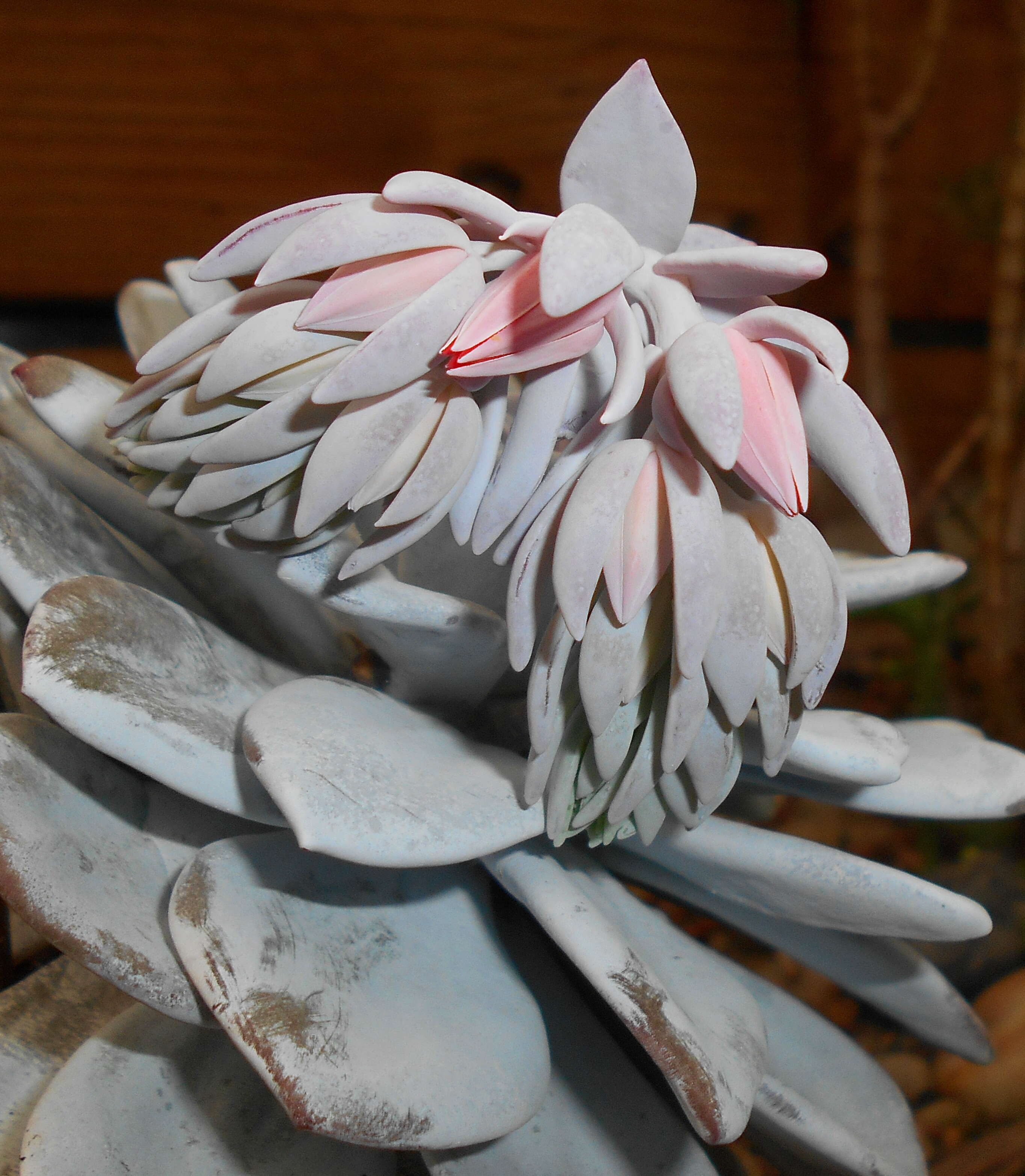 Image of Echeveria laui R. Moran & J. Meyran