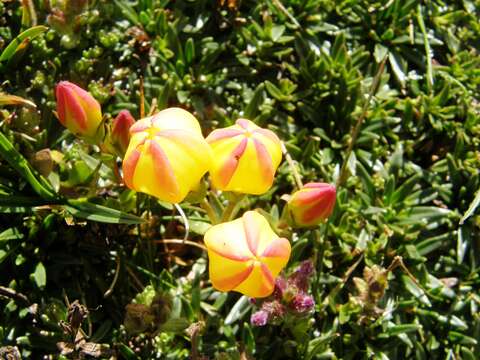 Image of Gentianella hirculus (Griseb.) Fabris