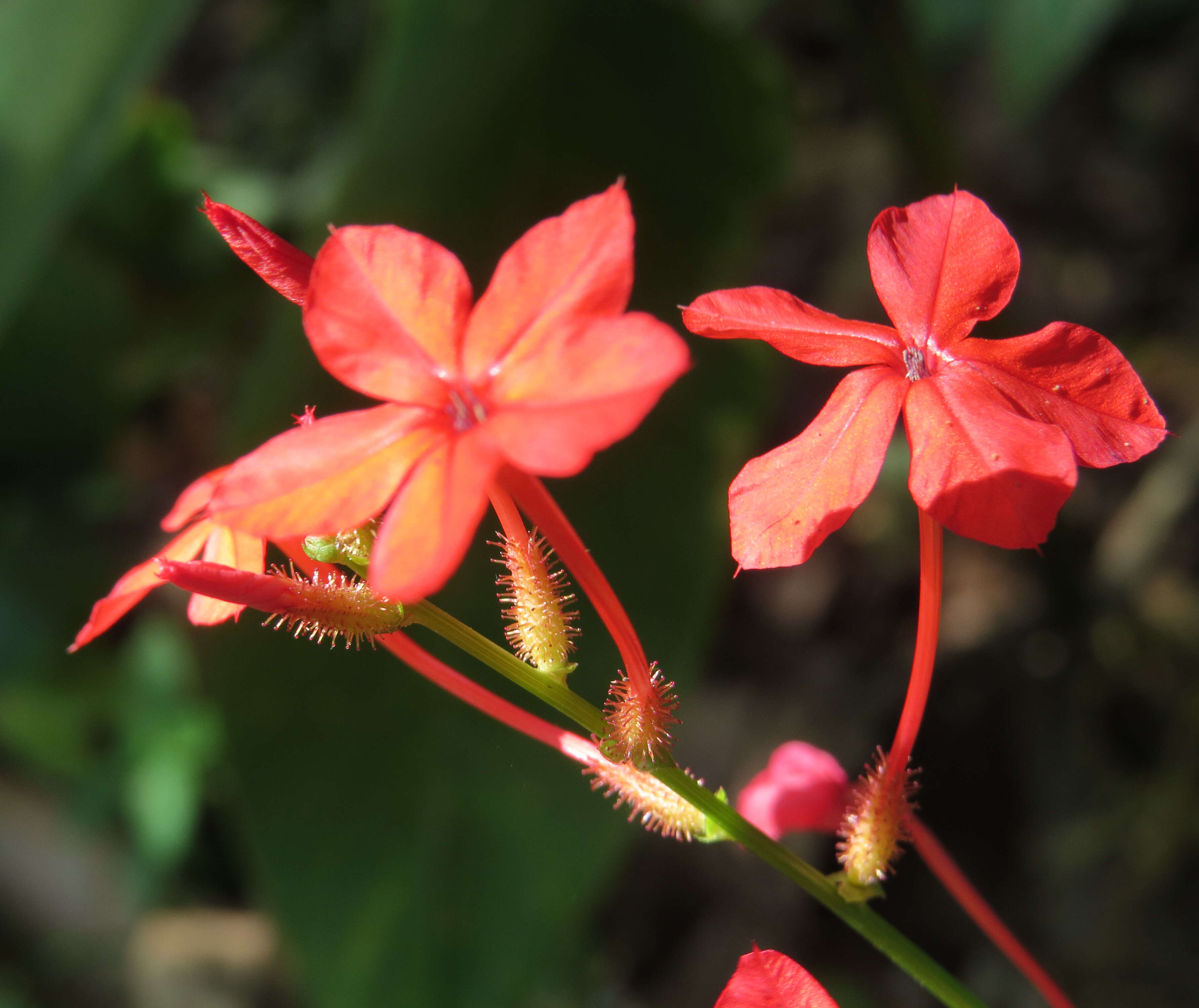 Imagem de Plumbago indica L.