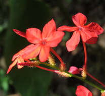 Imagem de Plumbago indica L.