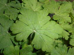 Imagem de Geranium macrorrhizum L.