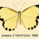 Image de Citrinophila erastus (Hewitson 1866)