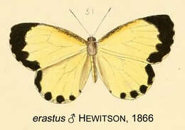 Sivun Citrinophila erastus (Hewitson 1866) kuva