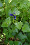 Image of Salvia cacaliifolia Benth.