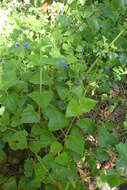 Image of Salvia cacaliifolia Benth.