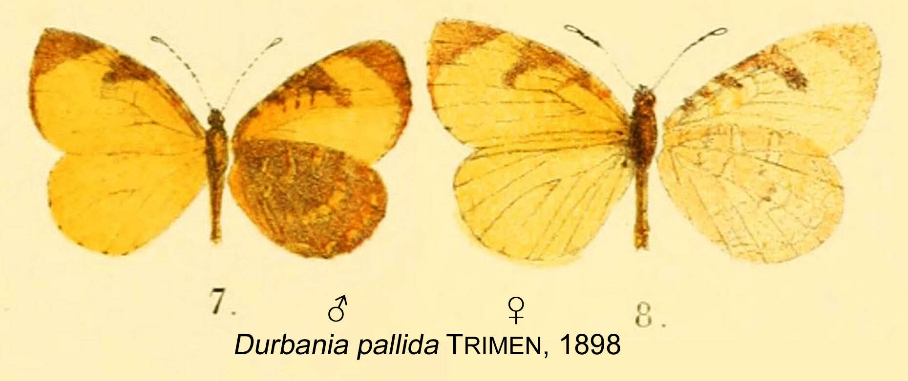 Image of Cnodontes pallida (Trimen 1898)