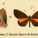 صورة Eresina corynetes (Grose-Smith & Kirby 1890)