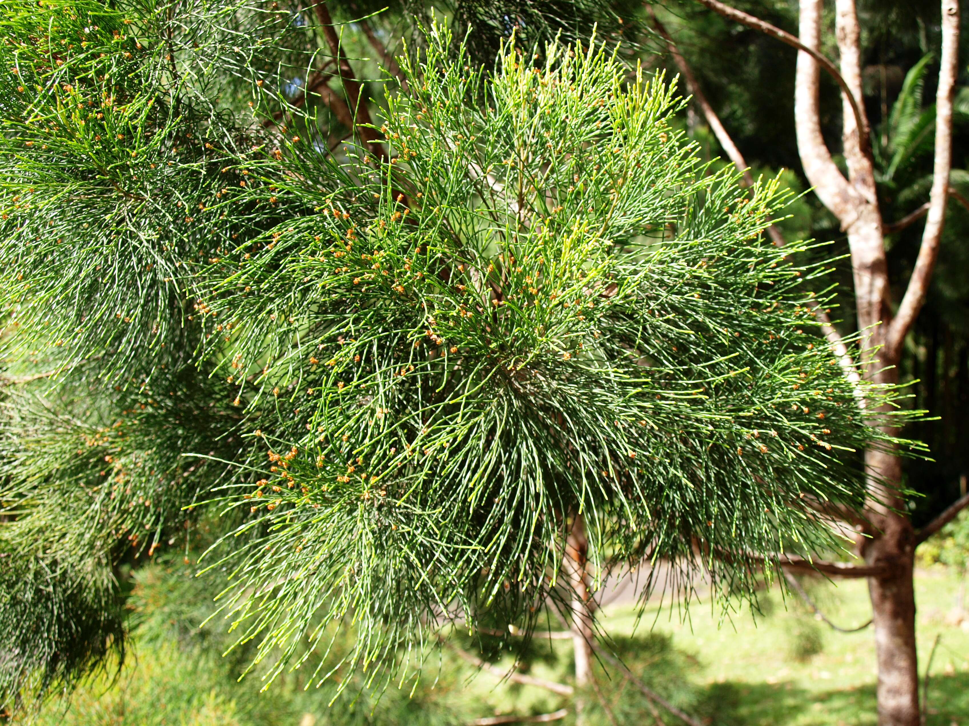 Image of Gymnostoma australianum L. Johnson