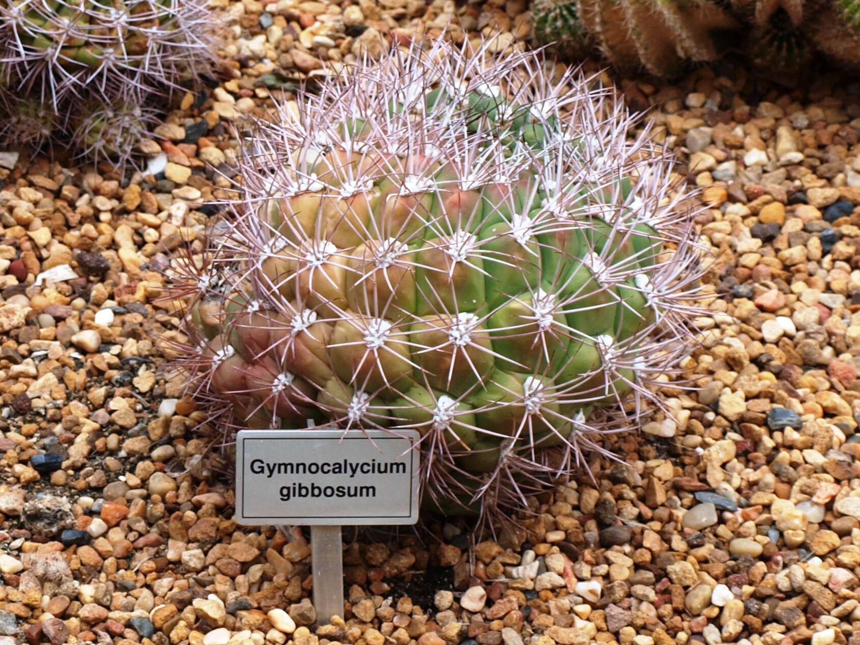 Image of Gymnocalycium gibbosum (Haw.) Pfeiff. ex Mittler