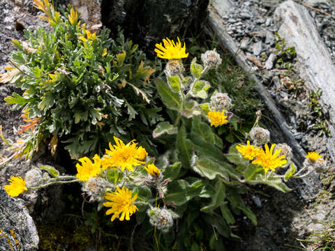 Image of woolly hawkweed