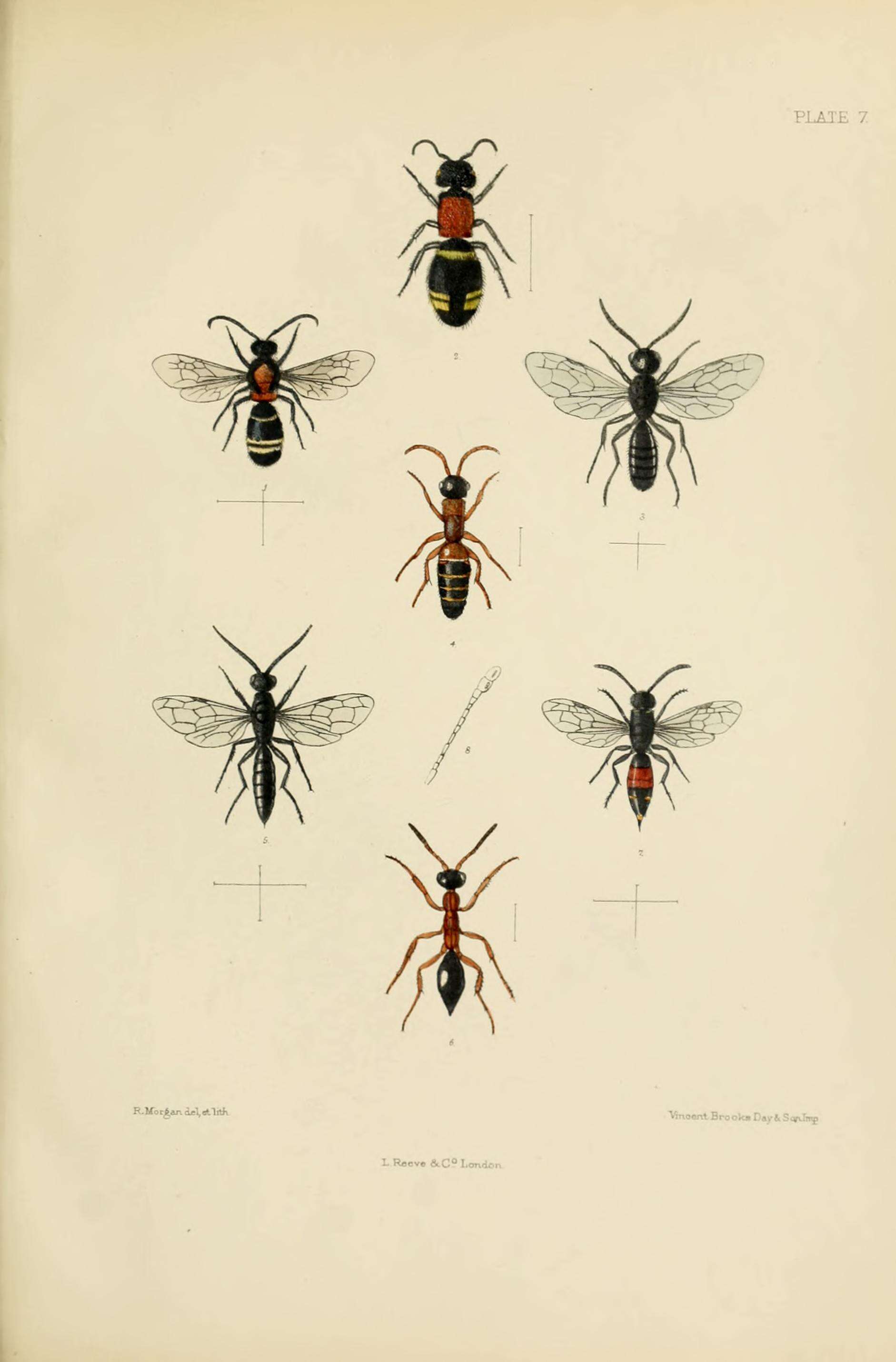 Image of Monosapyga clavicornis (Linnaeus 1758)