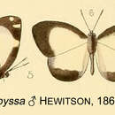 Image of Falcuna libyssa (Hewitson 1866)