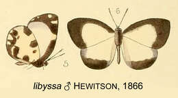 Image de Falcuna libyssa (Hewitson 1866)