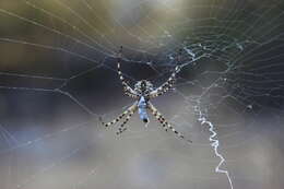 Image of Argiope lobata (Pallas 1772)