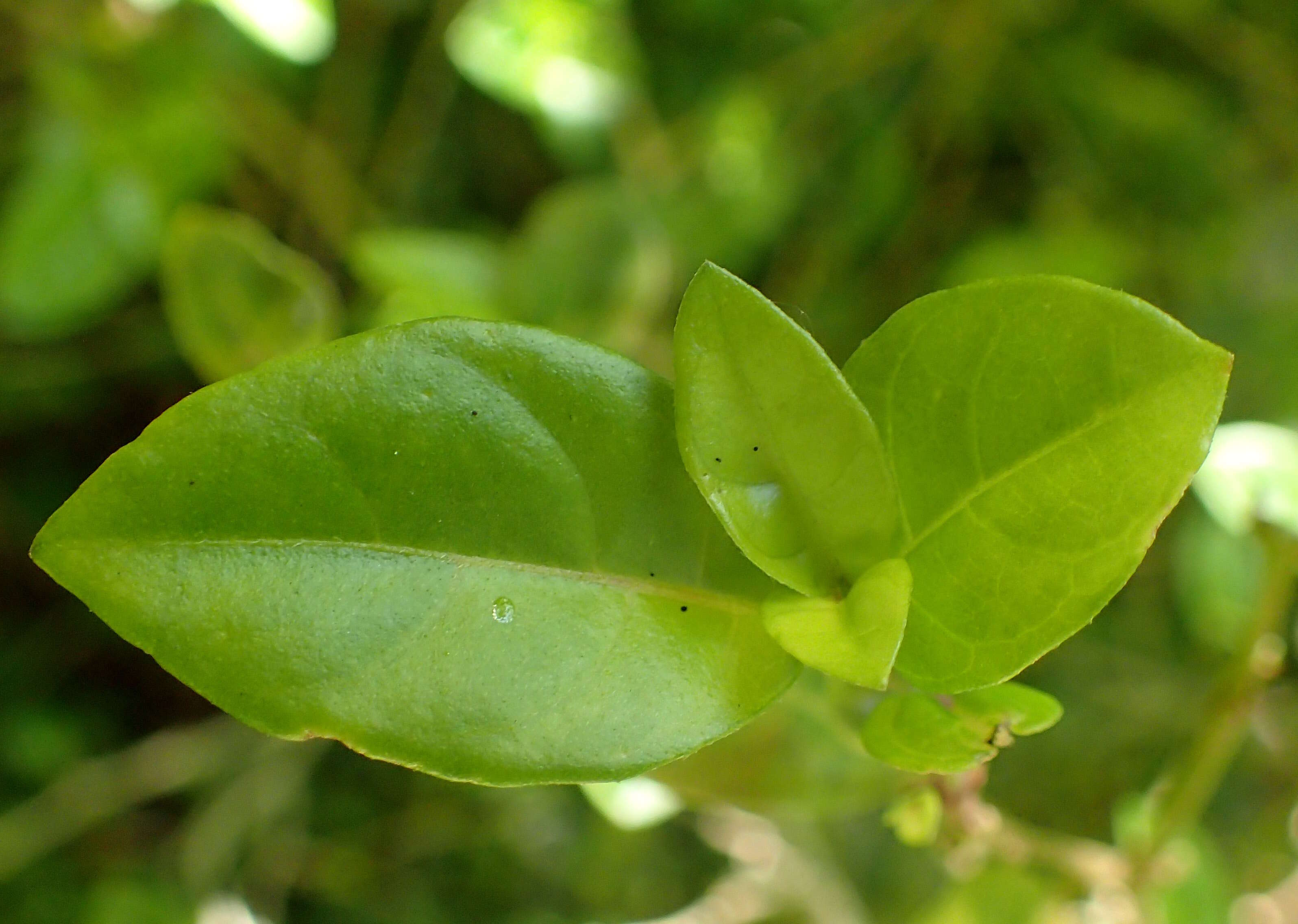 Image of Justicia floribunda (C. Koch) D. C. Wassh.