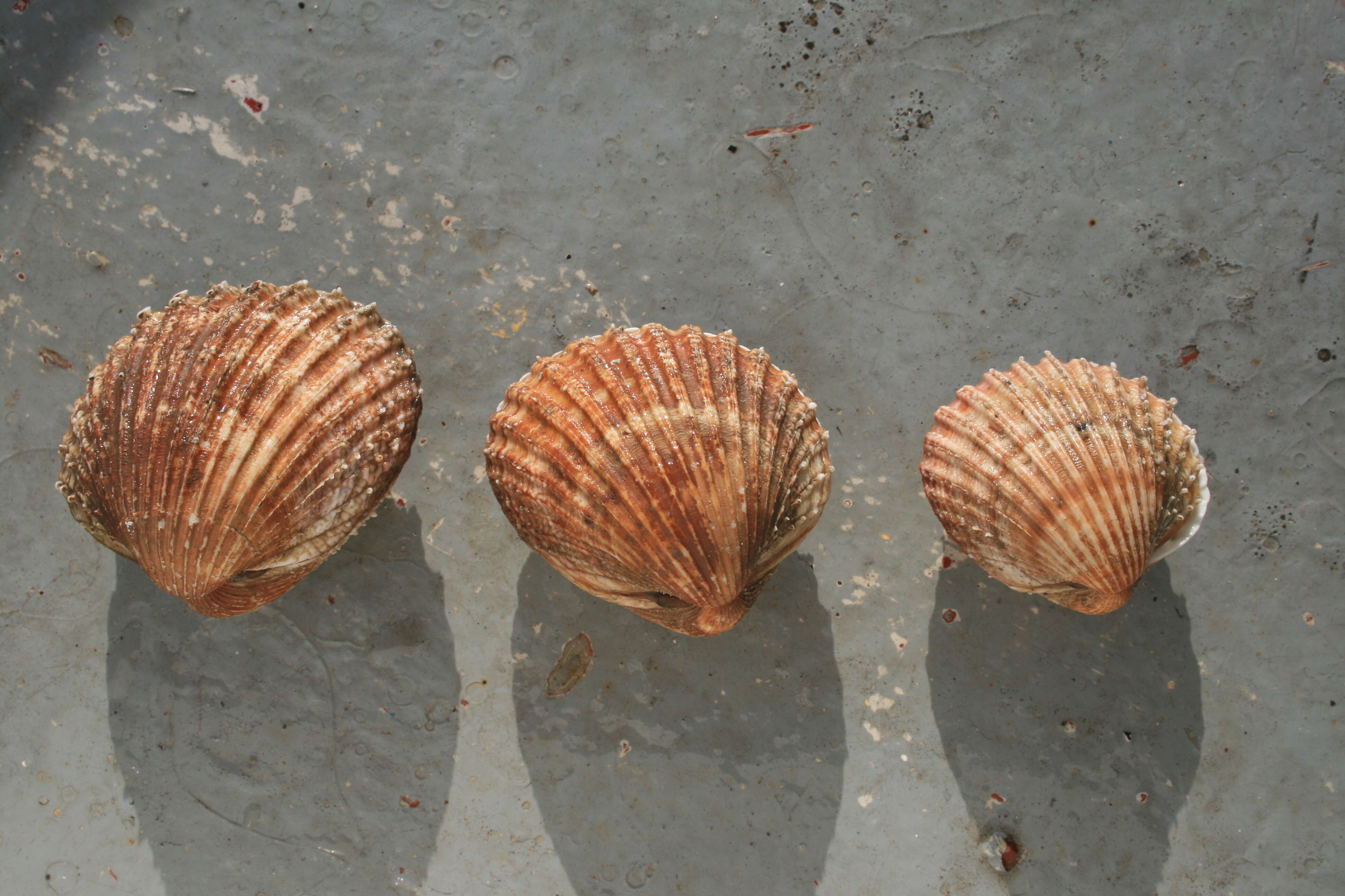 Image of European prickly cockle