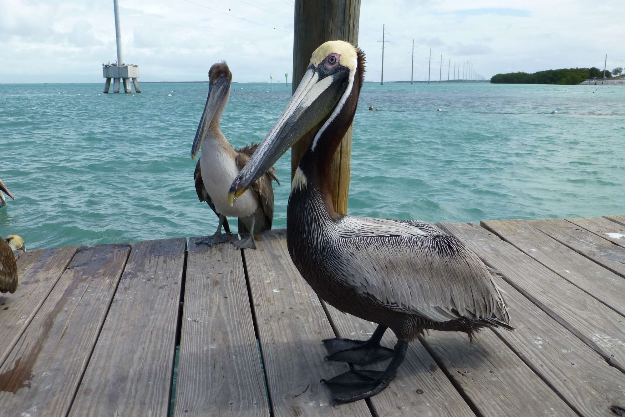 Image of Brown Pelican