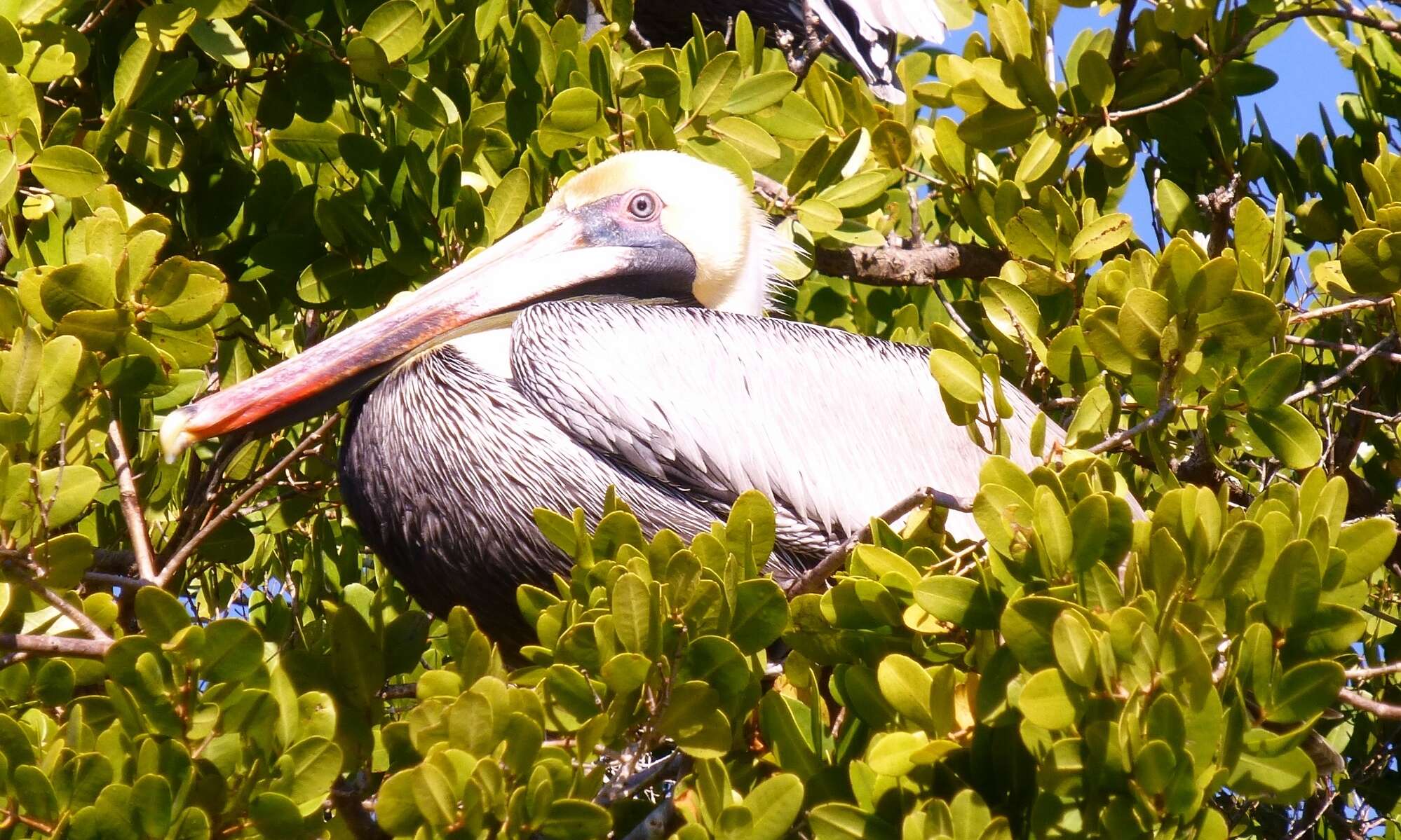 Image of Brown Pelican