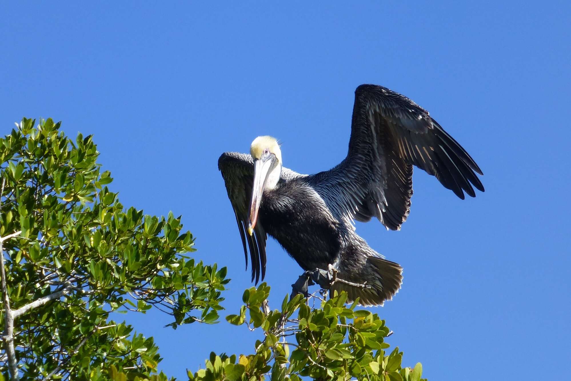 Image of Brown Pelican