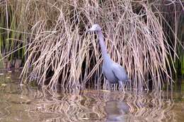 Image of Little Blue Heron