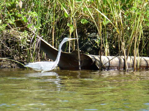 Image de Aigrette tricolore