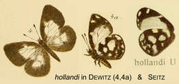 Image de Falcuna hollandi (Aurivillius 1895)