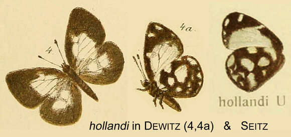 Image de Falcuna hollandi (Aurivillius 1895)