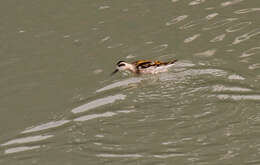 Image of Red-necked Phalarope