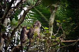 Image of Ashy Red Colobus