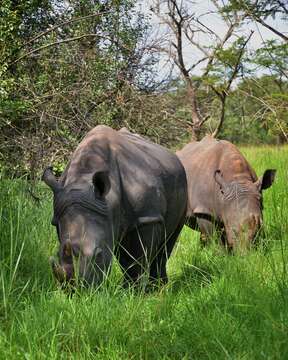 Image of Ceratotherium simum simum