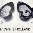 Image de Falcuna melandeta (Holland 1893)