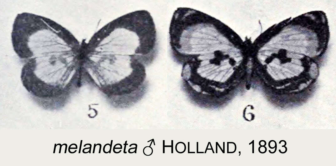 Image de Falcuna melandeta (Holland 1893)