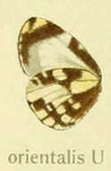 Image de Falcuna orientalis (Bethune-Baker 1906)