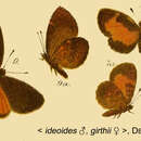 Image of Kakumia ideoides