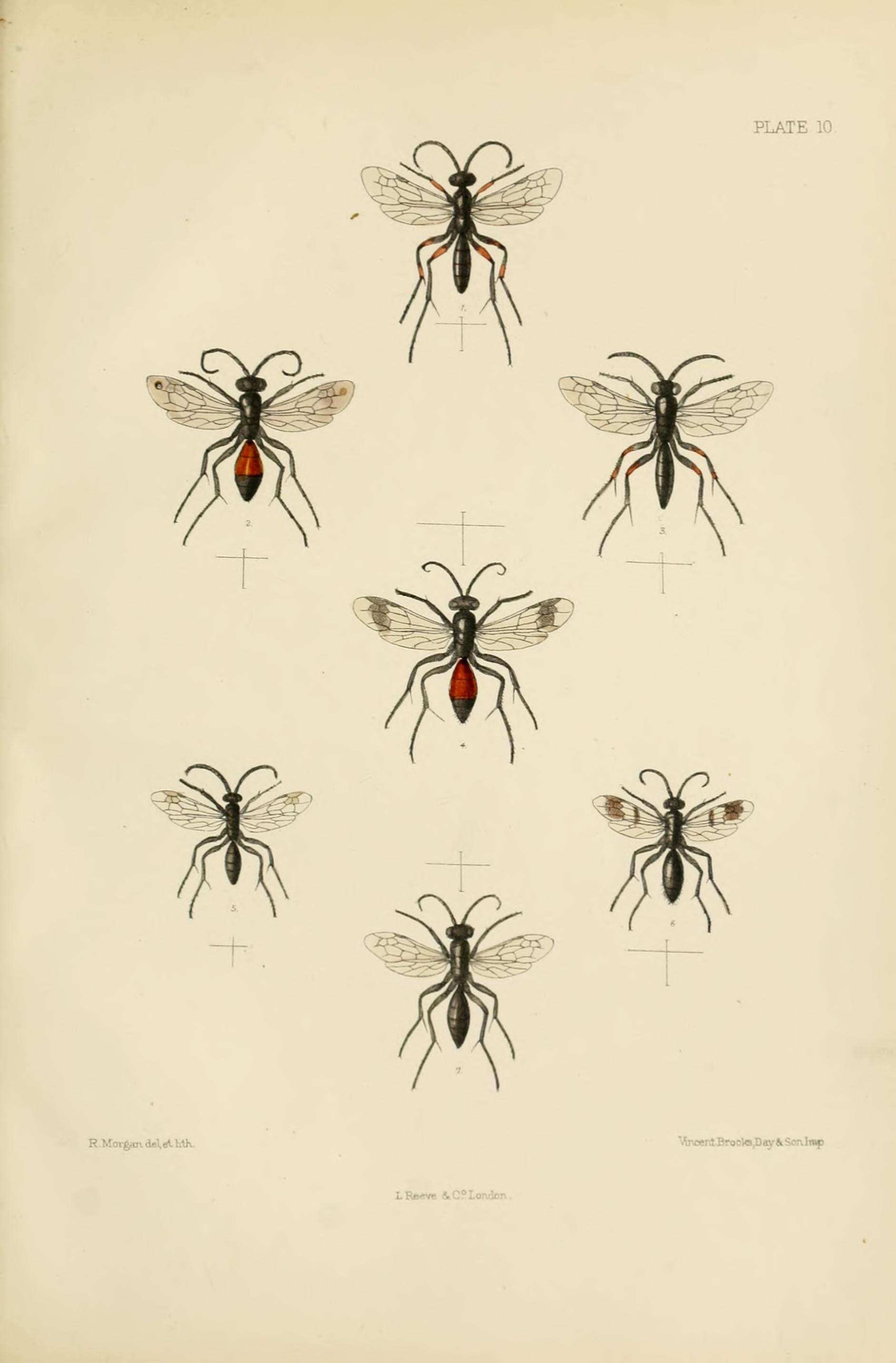 Image of Priocnemis hyalinata (Fabricius 1793)