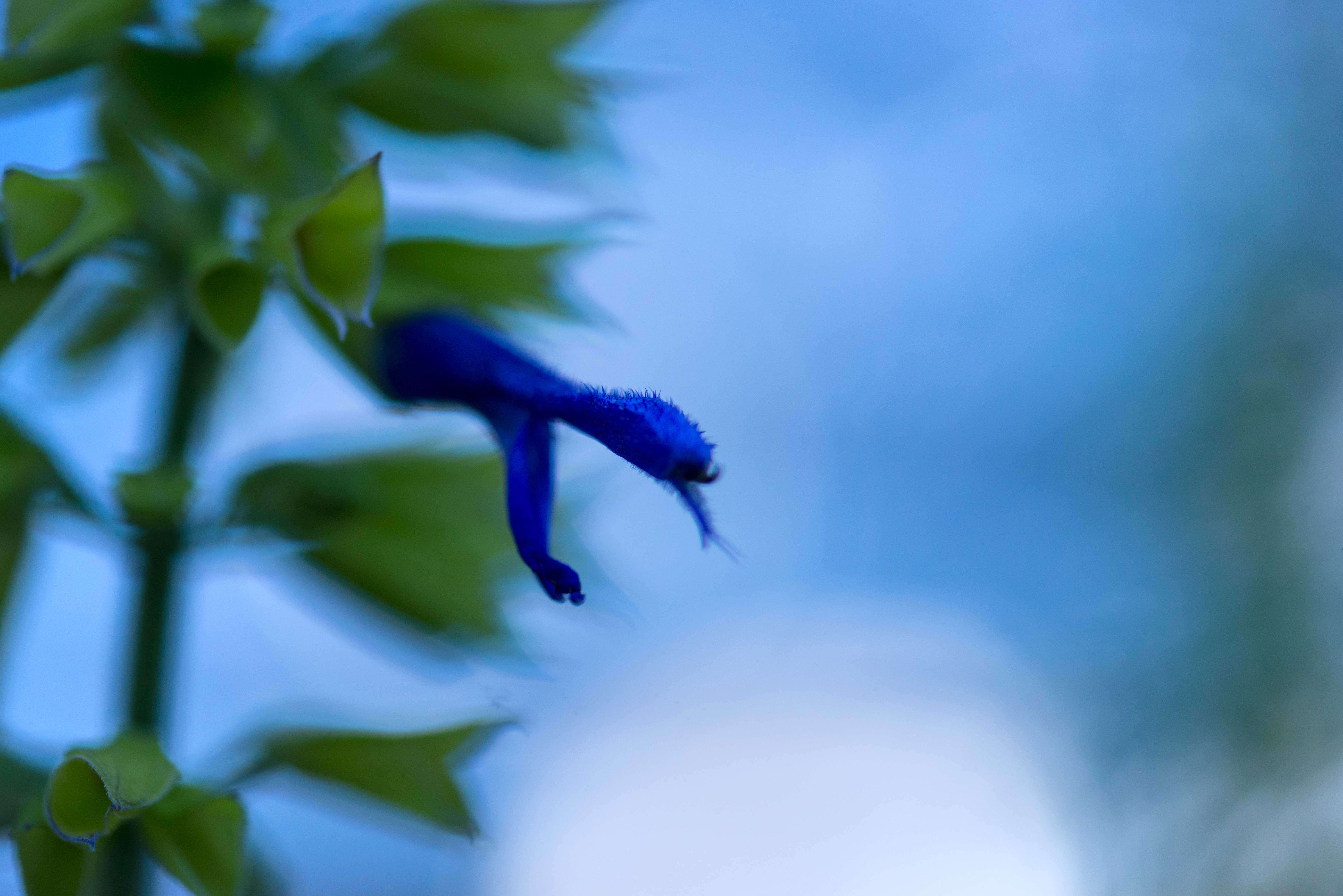 Image of Salvia mexicana L.